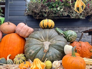 pumpkins and gourds