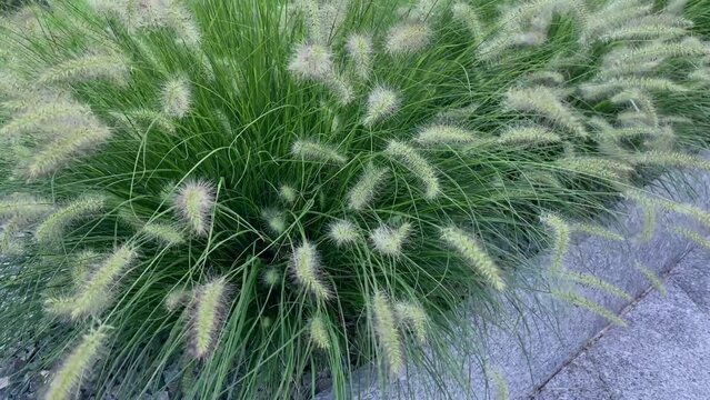 Garden ornamental green grass blowing in the wind.