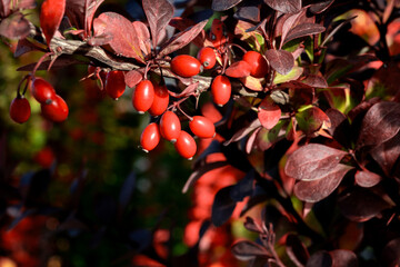 barberry fruits on a branch in autumn
