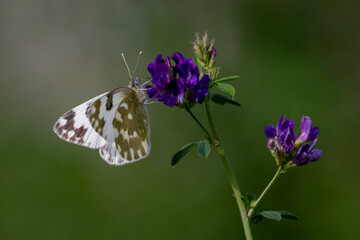 Eastern bath white buttefly isolated on purple flower. Pontia edusa.