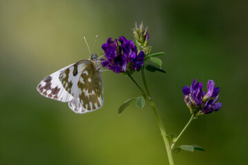 Eastern bath white buttefly isolated on purple flower. Pontia edusa.