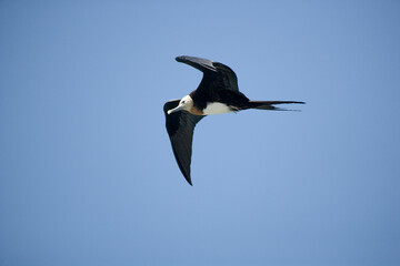 Female Magnificent Frigatebird Fregata magnificens in flight, Galapgos Islands