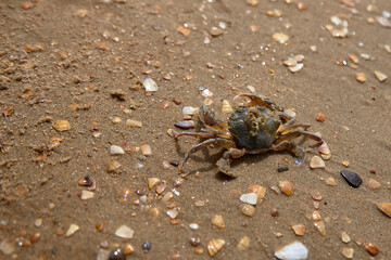 crab on the sand crab skin in the sun under the sun