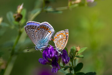 Pair of common blue butterflies on purple flower.  Polyommatus icarus.
