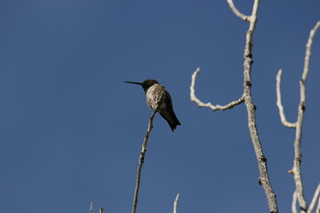 An Anna's hummingbird in Arizoan