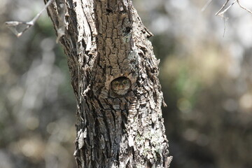 Obraz premium A northern pygmy owl in Arizona