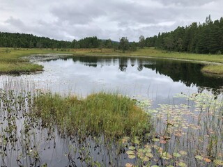 Cloudy day. Beautiful forest mountain lake. Trees reflected in the water