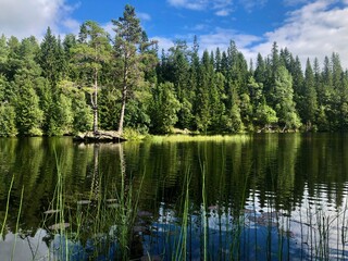 Sunny day. Beautiful forest mountain lake. Trees reflected in the water