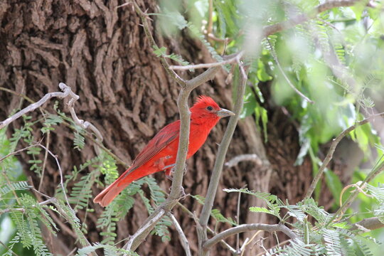 A Summer Tanager in Arizona