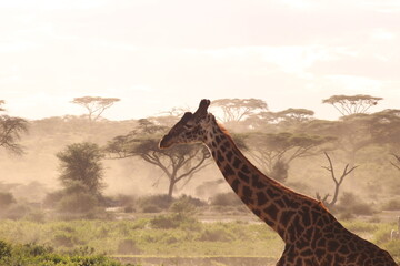 safari i serengeti nasjonalpark Afrika 