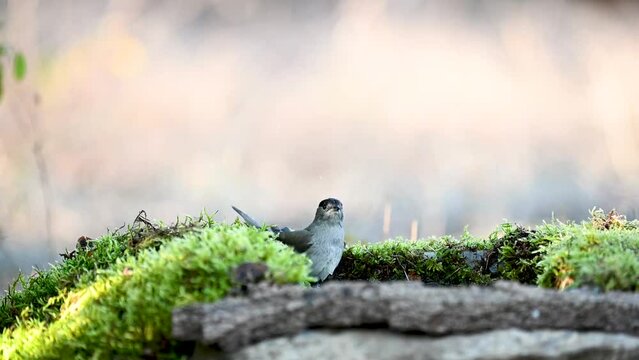 Eurasian Blackcap Sylvia atricapilla in the wild. Songbird. A bird is bathing in the forest. Slow motion.