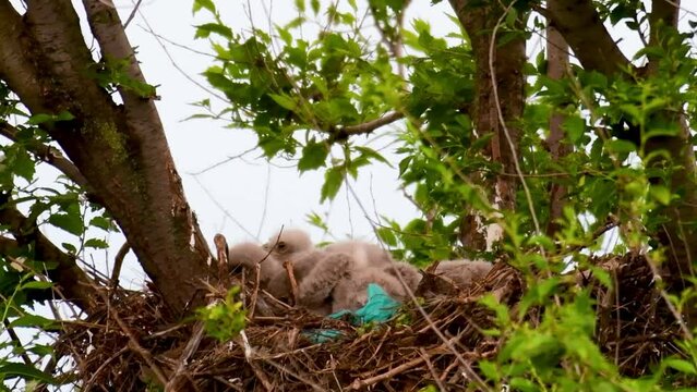 Common buzzard buteo buteo, in the wild. Chicks in the nest. Close up. Young birds.
