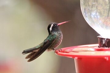 A White-eared Hummingbird in AZ