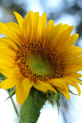 Obraz premium Sunflower, Petals, Yellow flower, flower