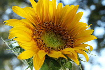 Naklejka premium Sunflower, Petals, Yellow flower, flower