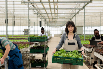 Busy group of farmers growing natural healthy bio certified organic food in modern entrepreneurial...