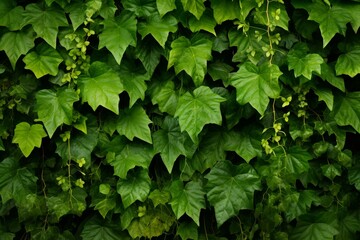 Fototapeta na wymiar Image of lush foliage of Javanese treebine, grape ivy, hanging vine, and bushy plant with green leaves. Generative AI