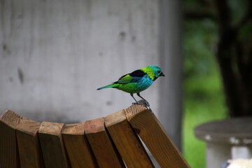 ave saira sete cores - Tangara seledon