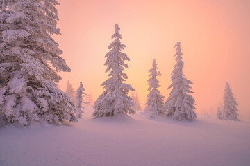 Snowy pine trees at sunset - 666268255