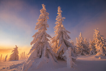 Snowy christmas trees at sunset