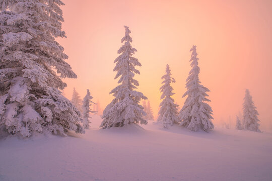 Snowy pine trees at sunset