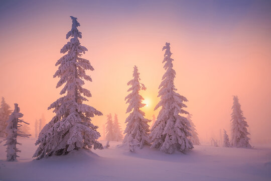 Snowy trees at sunset