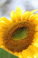 Flowers within a sunflower