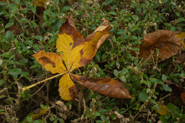autumn leaves in the forest
