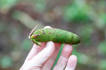 Rare fruit of the male pine (araucaria angustifolia)