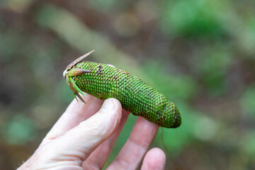 Rare fruit of the male pine (araucaria angustifolia)