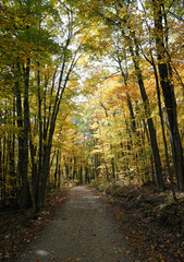 Shaded forest path in early autumn