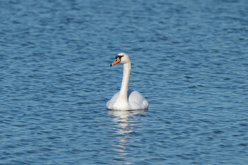 Beautiful swan in blue water