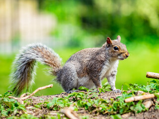 Naklejka na ściany i meble squirrel in the park on a sunny day