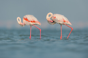 Greater Flamingo standing in water in sleeping pose