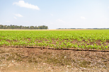 Black bean plantation, panoramic landscape showing the young plants