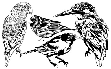 Fototapeta premium Birds Vector Illustration Set 2