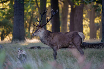 Red Deer Stag in the woods