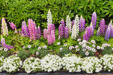 Flower border with, among other flowers, lupins