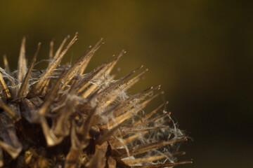 dry bur(fruit) of burdock  with thorns