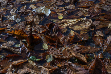 Fallen autumn leaves on the ground. Colorful autumn leaves background