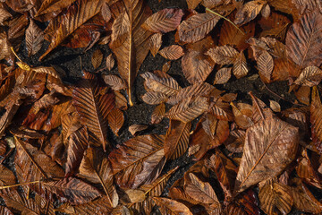 autumn leaves background