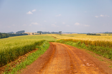 Fototapeta na wymiar Close up of wheat ears, field of wheat in a summer day. Harvesting period