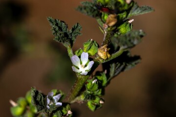 Egyptian mallow, Malva parviflora