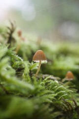 mushrooms in the forest