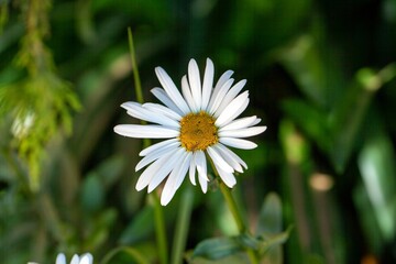 Fototapeta premium Nippon daisy, Nipponanthemum nipponicum
