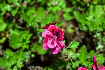 Obraz premium Pelargonium grandiflorum