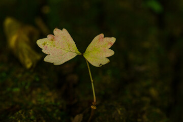 天使の翼の新芽