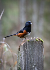 robin on a fence