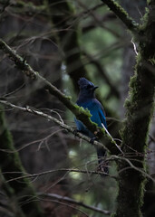 Fototapeta premium blue jay on branch