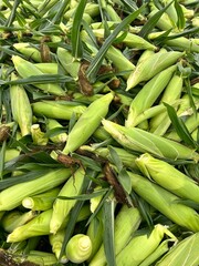Fototapeta premium corn on the cob